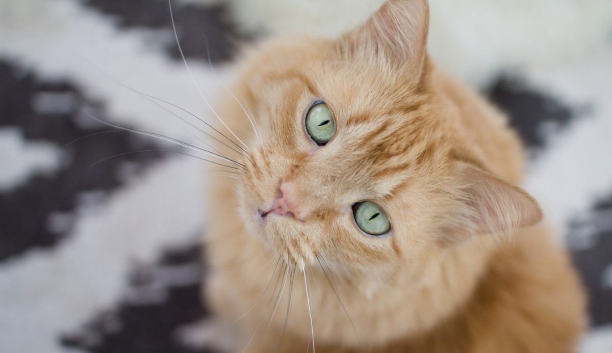 Does My Cat Love Me? Find Out with This 100 Accurate Quiz Question 17